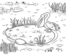 Pelican by the pond