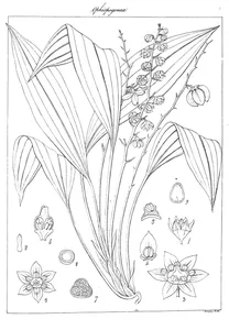 Peliosanthes neilgherrensis