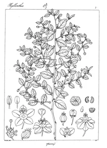 Peltandra parvifolia