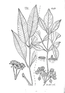 Pentapanax willmottii та pentapanax bellendenkerensis