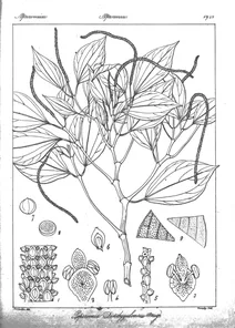 Peperomia dindygulensis