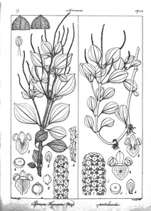 Peperomia heyneana та peperomia portulacoides