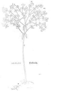 Peplos