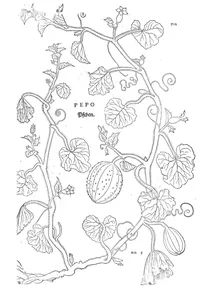 Pepo