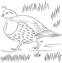 Перепілка