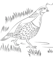Перепілка каліфорнійська