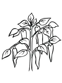 Перець чилі (рослина)