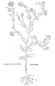 Perfoliatum