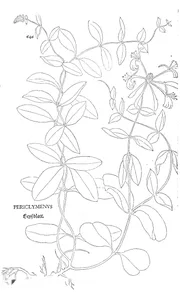 Periclymenus