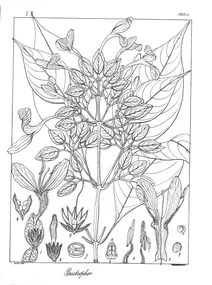 Peristrophe montana
