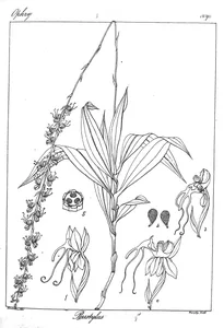 Peristylus exilis