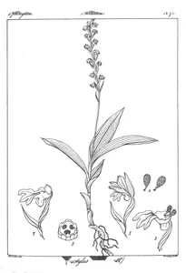 Peristylus lawaii