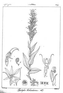 Peristylus richardianus
