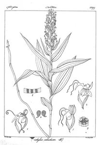 Peristylus robustior