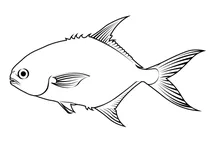 Перміт (trachinotus falcatus)