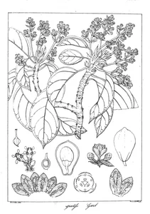Persea gratissima