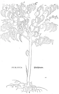 Persica