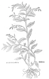 Persicaria