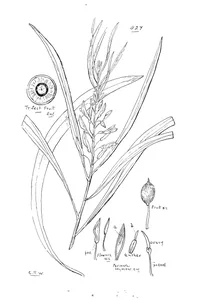 Persoonia falcata