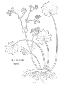 Pes leonis