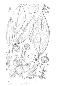 Petalostigma banksii і petalostigma quadriloculare і dissiliaria baloghioides
