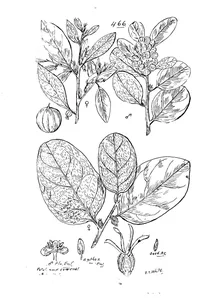 Petalostigma quadriloculare