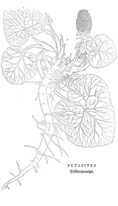 Petasites