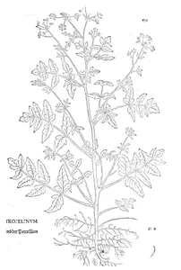 Petroselinum