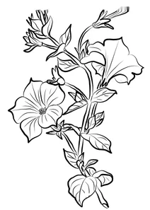 Петунія