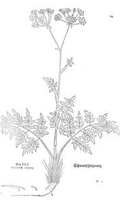 Peucedanum cervaria dauci tertium genus