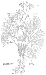 Peucedanus