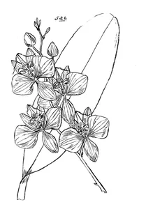 Phalaenopsis rosenstromii