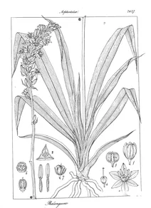 Phalangium attenuatum