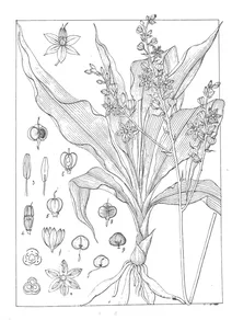 Phalangium oligospermum