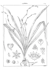 Phalangium parviflorum