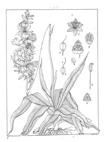 Phalangium tuberosum