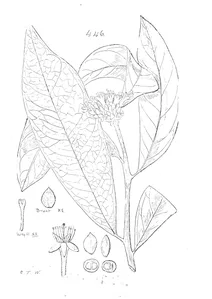 Phaleria neumanni