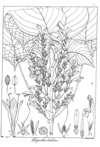 Phloganthus latifolius