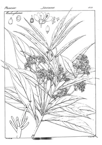 Phoebe lanceolata