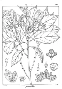 Phoebe paniculata