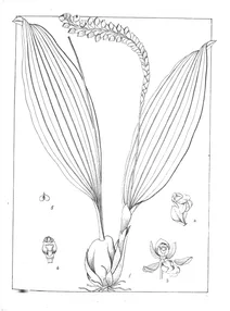 Pholidota imbricata