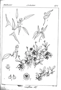 Phreatia uniflora