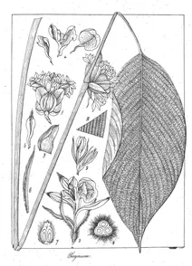Phrynium capitatum