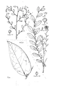 Phyllanthus albiflorus і phyllanthus brisbanicus і phyllanthus hypsopodius