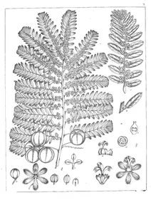 Phyllanthus emblica