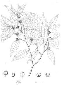 Phyllanthus lancifolius
