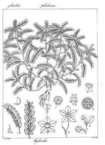 Phyllanthus niruri