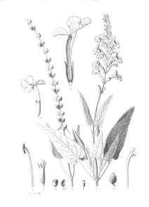 Phyllostegia haplostachya