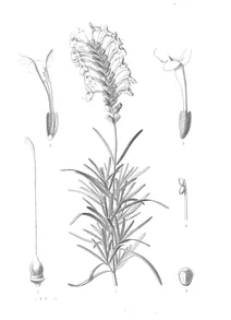Phyllostegia linearifolia