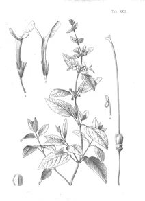 Phyllostegia tahitensis nadeaud